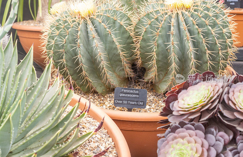 产于英国伦敦的白蜡桶形仙人掌(Ferocactus glaucescens)